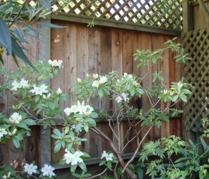 Rhododendron transplanting