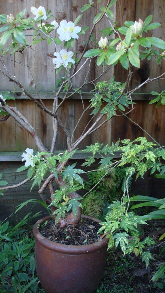 Fragrant rhododendron in a container San Francisco garden