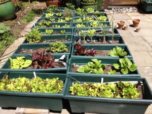 Ellyn Shea Garden Guidance urban vegetable garden san francisco